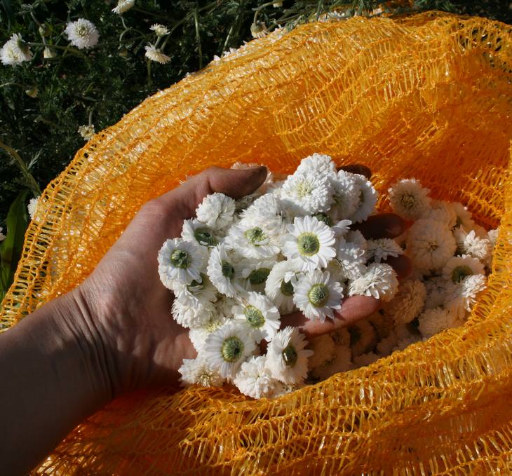 Cailleau Herbio, Producteur Collecteur de plantes médicinales et aromatiques